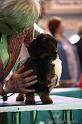 Crufts2011_2 1030